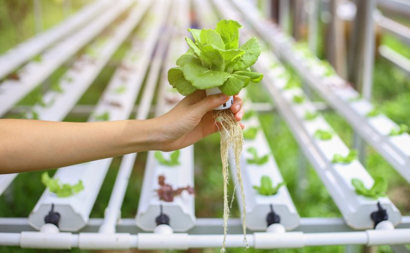 Hydroponic Systems: Nurturing a Greener Future Through Soilless Agriculture