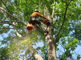 Effective Tree Removal Services: Experts With Safe & Efficient Techniques