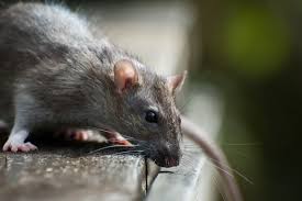 Ultimate Rodent Pest Control Guide