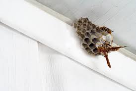 Discover The Best Wasp Pest Control Solutions